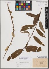 Salix burjatica Nasarow